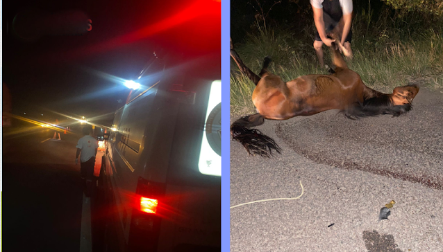 Cavalo morre e homem fica ferido após serem atingidos por carro na BR 407