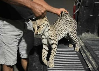 Comerciante encontra felino de médio porte morto na BA411