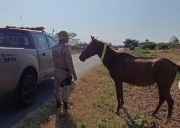 BPRv realiza Operação Sinalização de animais “Pista Não é Pasto”