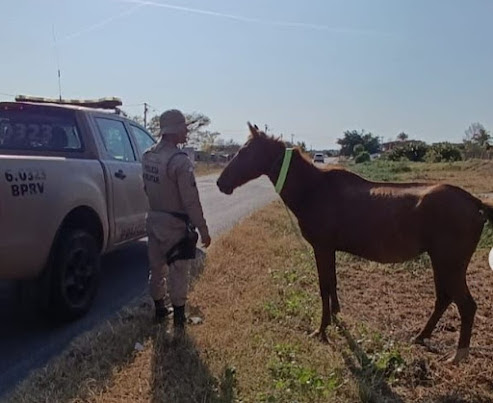 BPRv realiza Operação Sinalização de animais “Pista Não é Pasto”