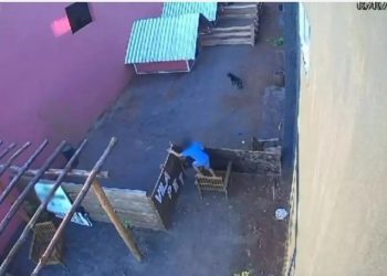 Menino invade Hospital Veterinário no Paraná e mata 23 animais