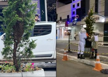 Enxame de abelhas se aloja em planta decorativa do Natal Luz Coité. Equipe do Águia Resgate fez a remoção