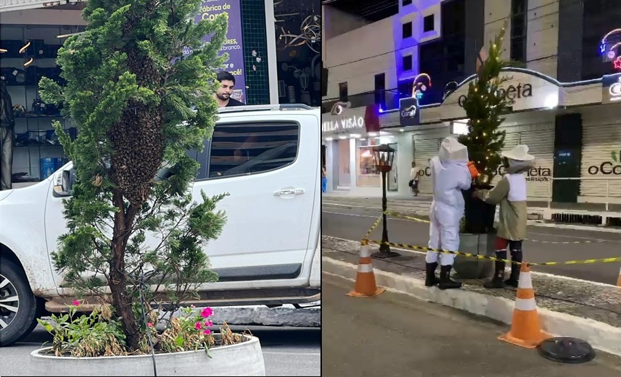 Enxame de abelhas se aloja em planta decorativa do Natal Luz Coité. Equipe do Águia Resgate fez a remoção