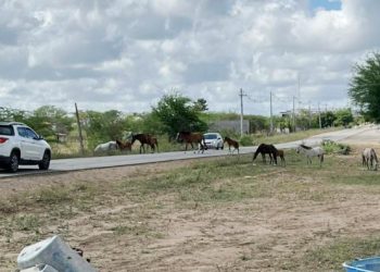 Autoridades competentes e proprietários ignoram riscos e animais continuam fazendo ‘pista de pasto’ na BA 120