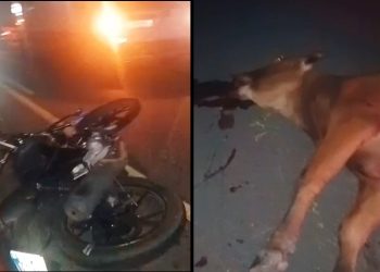 Em nova tragédia anunciada jovem morre ao colidir moto em boi na BA 120