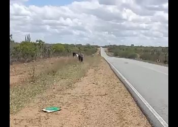 Ainda sem nenhuma ação por parte do estado, animais continuam fazendo ‘pista de pasto’ na BA 120