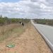 Ainda sem nenhuma ação por parte do estado, animais continuam fazendo ‘pista de pasto’ na BA 120