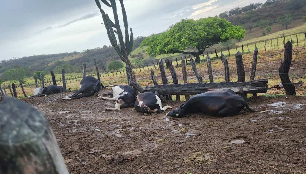 Raio mata sete bovinos em fazenda da zona rural de Caém