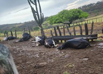 Raio mata sete bovinos em fazenda da zona rural de Caém