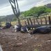 Raio mata sete bovinos em fazenda da zona rural de Caém