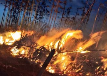 Ex-prefeito de Barrocas decide destruir 500 tarefas de plantação de sisal para plantar. Motivo: falta de mão de obra capim