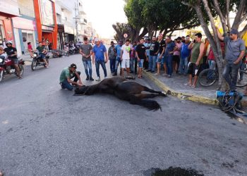 Vídeo – Cavalo de raça nobre morre após colidir em carro. Garoto que montava o animal ficou ferido