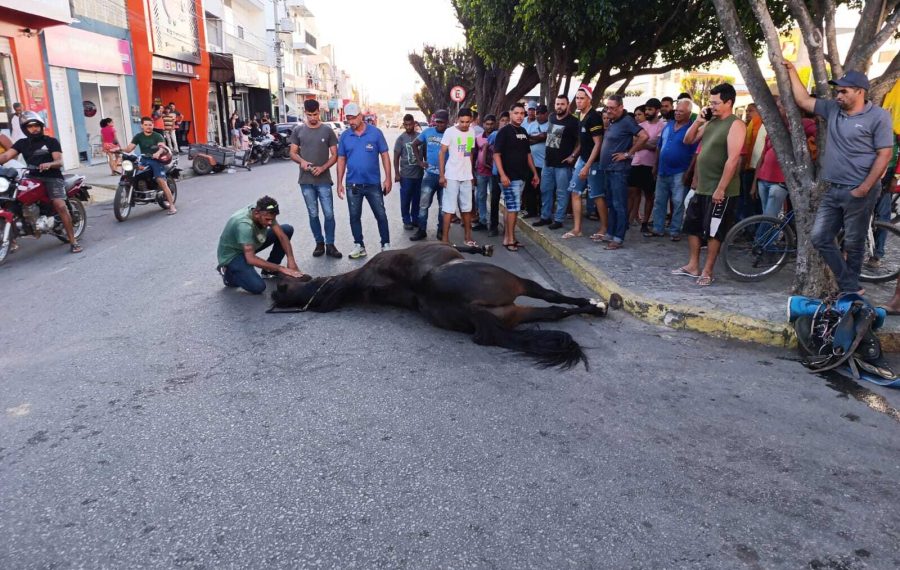 Vídeo – Cavalo de raça nobre morre após colidir em carro. Garoto que montava o animal ficou ferido
