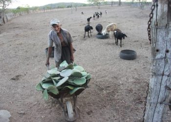 Seca – Idoso de 81 anos, trabalha de domingo a domingo cortando palma para alimentar os animais