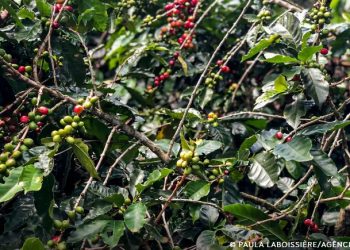 Conab estima queda na produção de café com 51,8 milhões de sacas