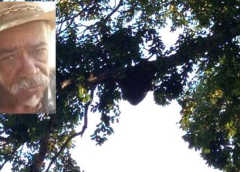 Idoso morre após ser atacado por abelhas durante velório