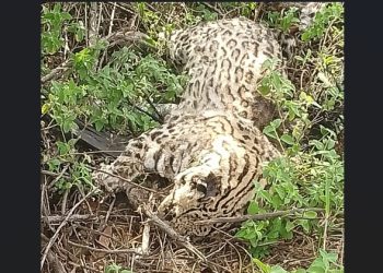 Jaguatirica é encontrada morta às margens da BR 324