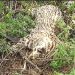 Jaguatirica é encontrada morta às margens da BR 324