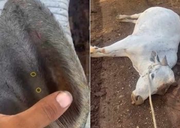 Boi morre de forma instantânea após ser picado por cascavel