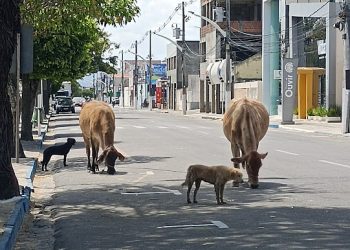 Prefeitura de Serrinha publica decreto que determina apreensão, doação e abate de animais soltos nas ruas