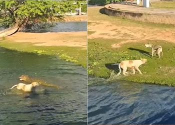 Jacaré ataca cachorro dentro de lagoa; o cão conseguiu se livrar mas ficou ferido (vídeo)