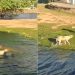 Jacaré ataca cachorro dentro de lagoa; o cão conseguiu se livrar mas ficou ferido (vídeo)