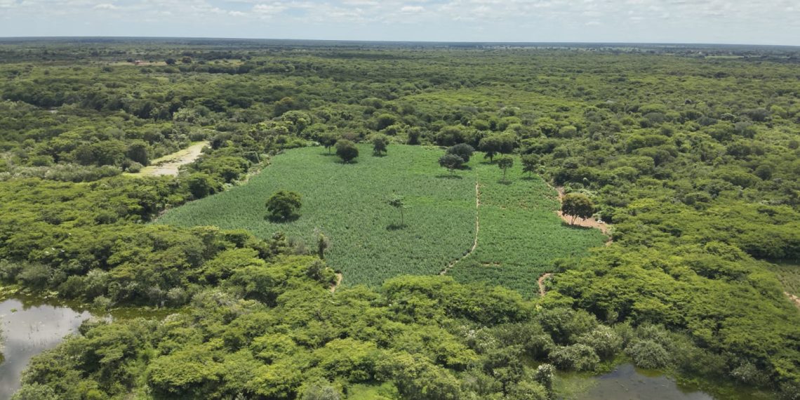 Mais de 50 mil pés de maconha são apreendidos pela PM em município da região oeste