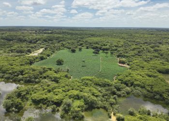 Mais de 50 mil pés de maconha são apreendidos pela PM em município da região oeste