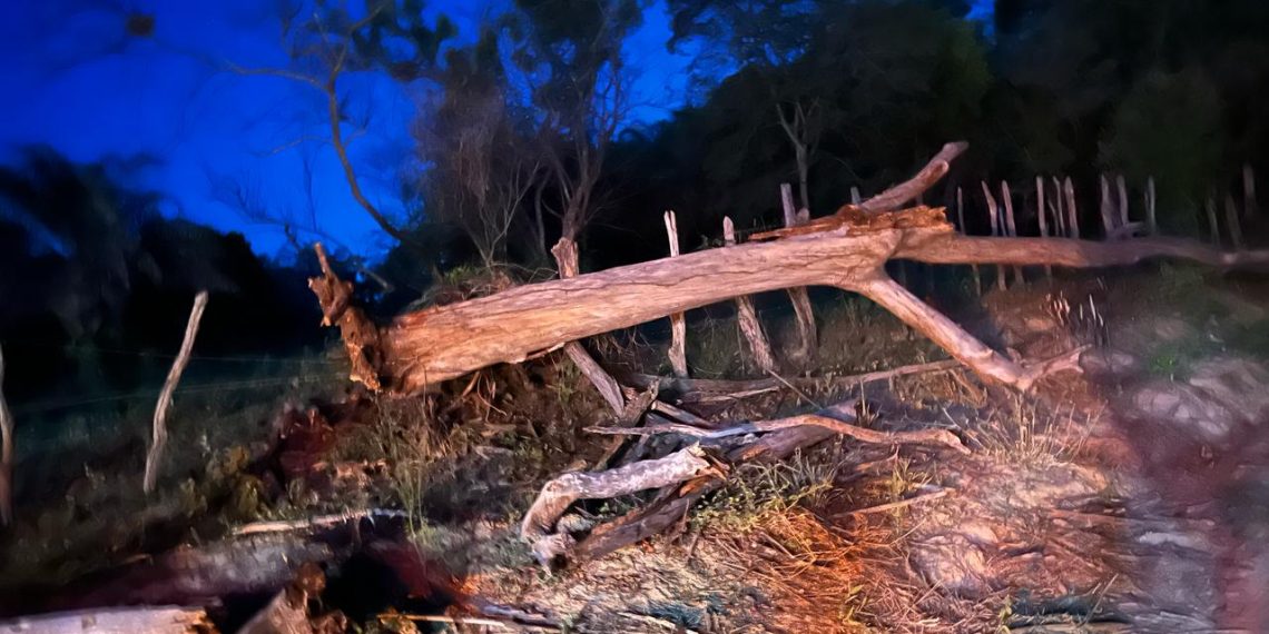 Homem morre e filho fica ferido após pé de eucalipto cair e atingir a moto que eles viajavam