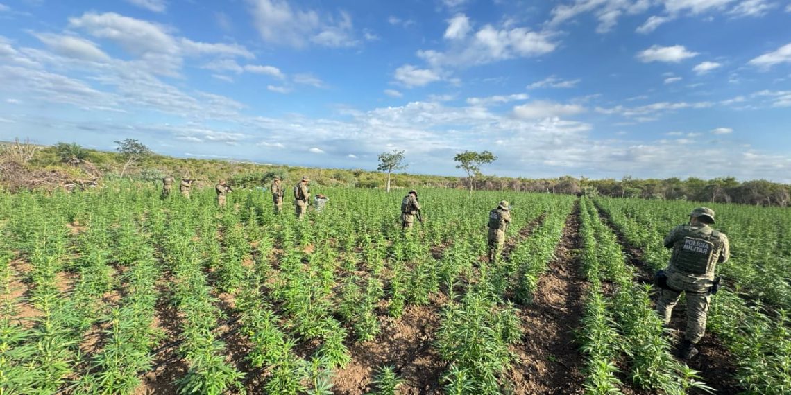 Cipe Caatinga erradica 90 mil pés de maconha durante ação integrada em Filadélfia