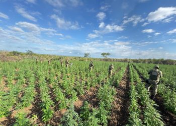 Cipe Caatinga erradica 90 mil pés de maconha durante ação integrada em Filadélfia