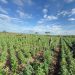 Cipe Caatinga erradica 90 mil pés de maconha durante ação integrada em Filadélfia