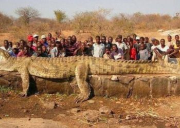 Crocodilo gigante é capturado na África após desaparecimentos
