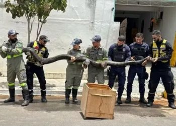 Sucuri de quase 5 metros é capturada em Euclides da Cunha
