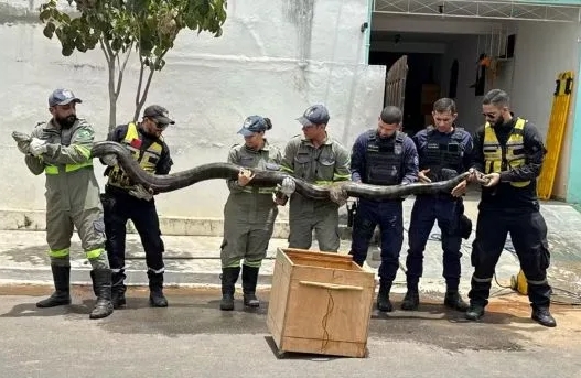 Sucuri de quase 5 metros é capturada em Euclides da Cunha