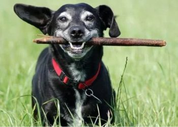 Cientistas descobrem novo remédio que faz com que cães vivam mais anos