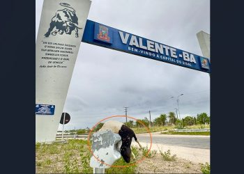 Criador expõe carneiro morto na entrada de cidade em protesto contra ataques de cães