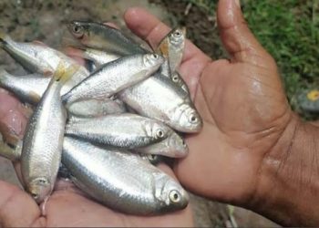 Começa a cidade em Honduras onde chove peixes todos os anos