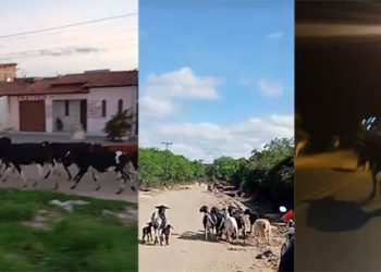 Mais de 40 animais são apreendidos em vias públicas em um só dia