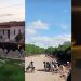 Mais de 40 animais são apreendidos em vias públicas em um só dia