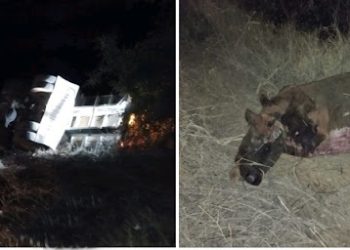 Caminhão tomba após colidir em vaca na BA 144