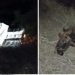 Caminhão tomba após colidir em vaca na BA 144