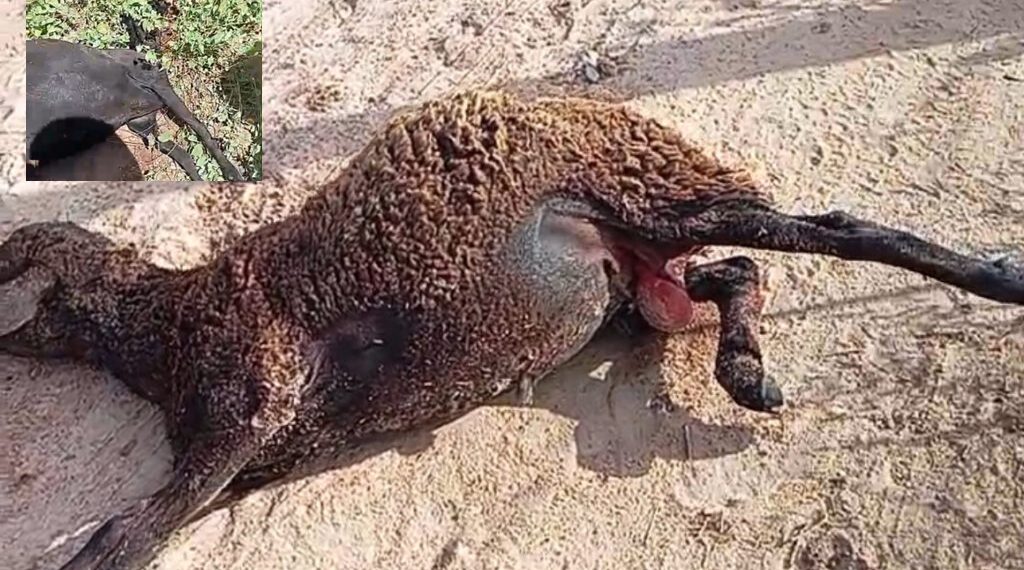 Enquanto a vontade política não ‘incorporar’ cenas como estas vão continuar – Opinião