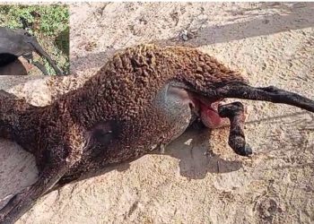 Enquanto a vontade política não ‘incorporar’ cenas como estas vão continuar – Opinião