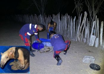 Águia Resgate captura tamanduá-mirim em quintal de casa na zona rural de Coité