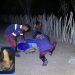 Águia Resgate captura tamanduá-mirim em quintal de casa na zona rural de Coité