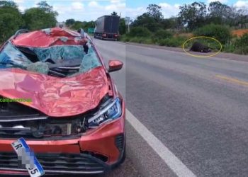 Novo acidente envolvendo animal é registrado pela PRF na BR 116 Norte