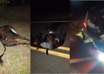 Animal na pista: micro-ônibus colide em vaca no trecho Nova Fátima – Capela do Alto Alegre quando retornava de Policlínica