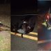 Animal na pista: micro-ônibus colide em vaca no trecho Nova Fátima – Capela do Alto Alegre quando retornava de Policlínica