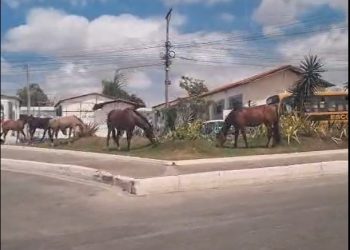Após Prefeitura publicar campanha de conscientização sobre animais soltos em vias públicas, leitor do Calila flagra vários pastando em praça do Açudinho